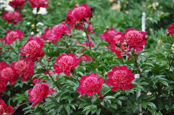A Peony Garden on Middletown Road, Edgmont, Pa.