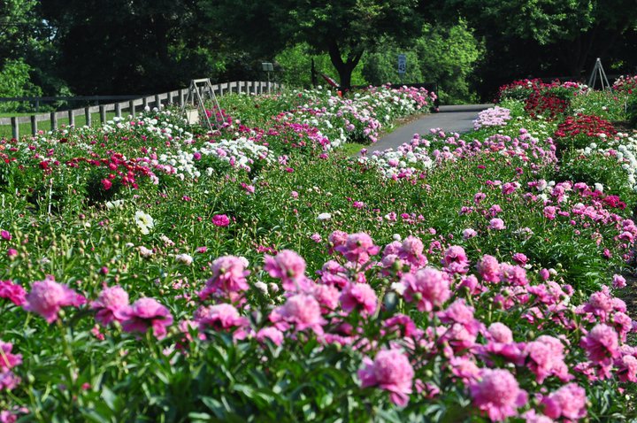 Peonies
