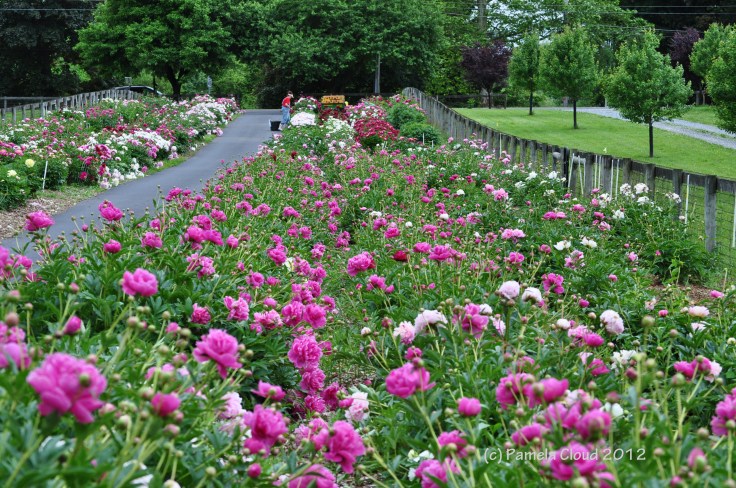 A Peony Garden, Edgmont