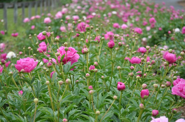 Pink Peonies by Pamela Cloud