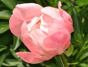 opening peony