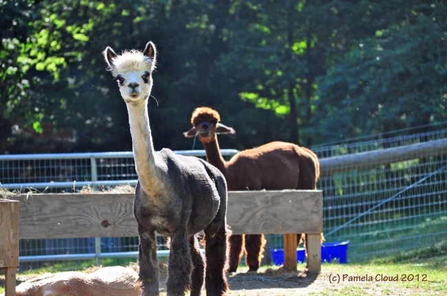 Trotter Hill Alpacas, Glen Mills, PA