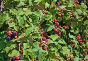 Blackberries at Hillside Farm