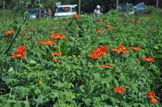 Mexican Sunflowers at Hillside Farm in Media, PA
