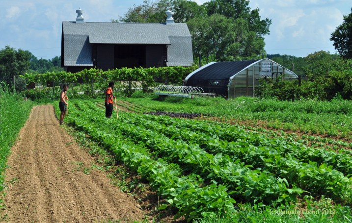 Hillside Farm, Media PA Barn & Field