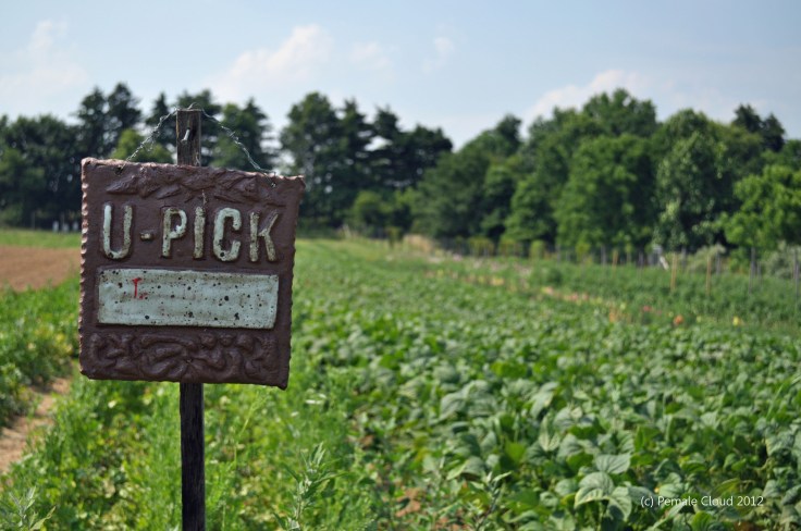 Hillside Farm, Media PA