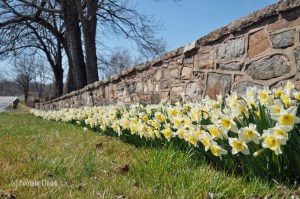 Daffodils on Glen Mills road