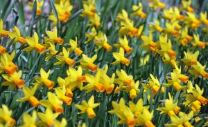 Thornbury Daffodils