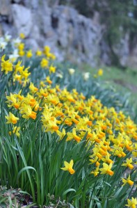 Creek Road Daffodils