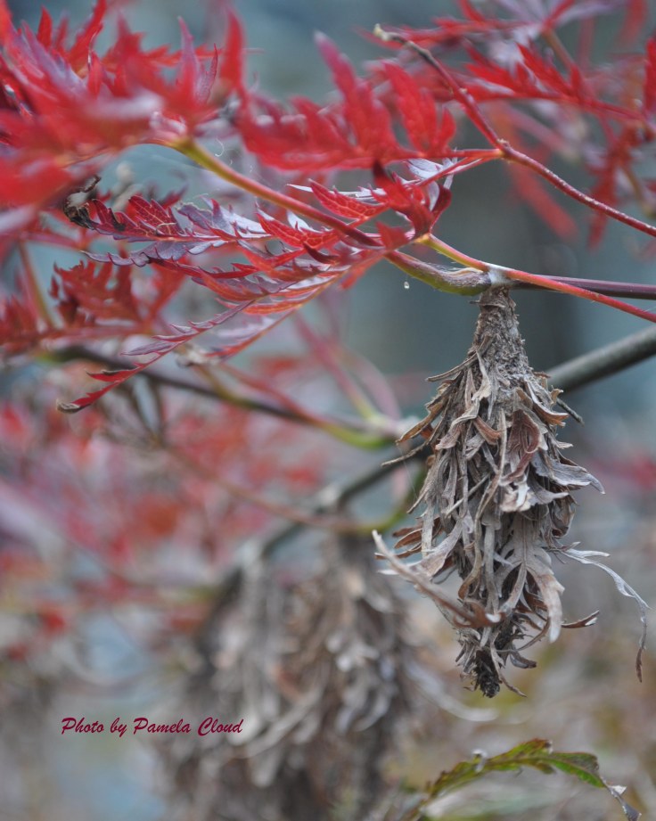 Cocoon on Cut Leaf Maple