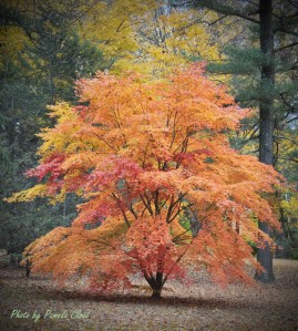 Japanese Maple in West Chester