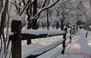 Snow on fence posts in Thornbury Township