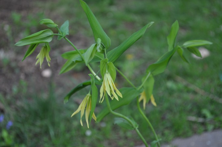 Providence Garden Club Media Pa.