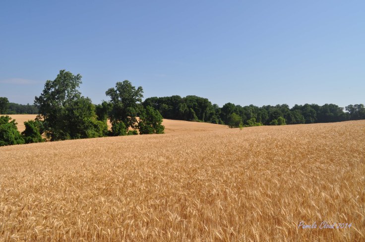 Amber Waves of Grain by Pamela Cloud