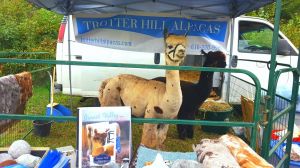 Trotter Hill Alpacas