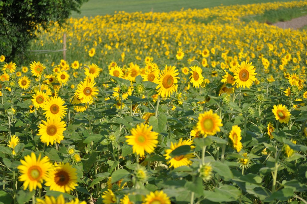 Sunflowers in Westtown School