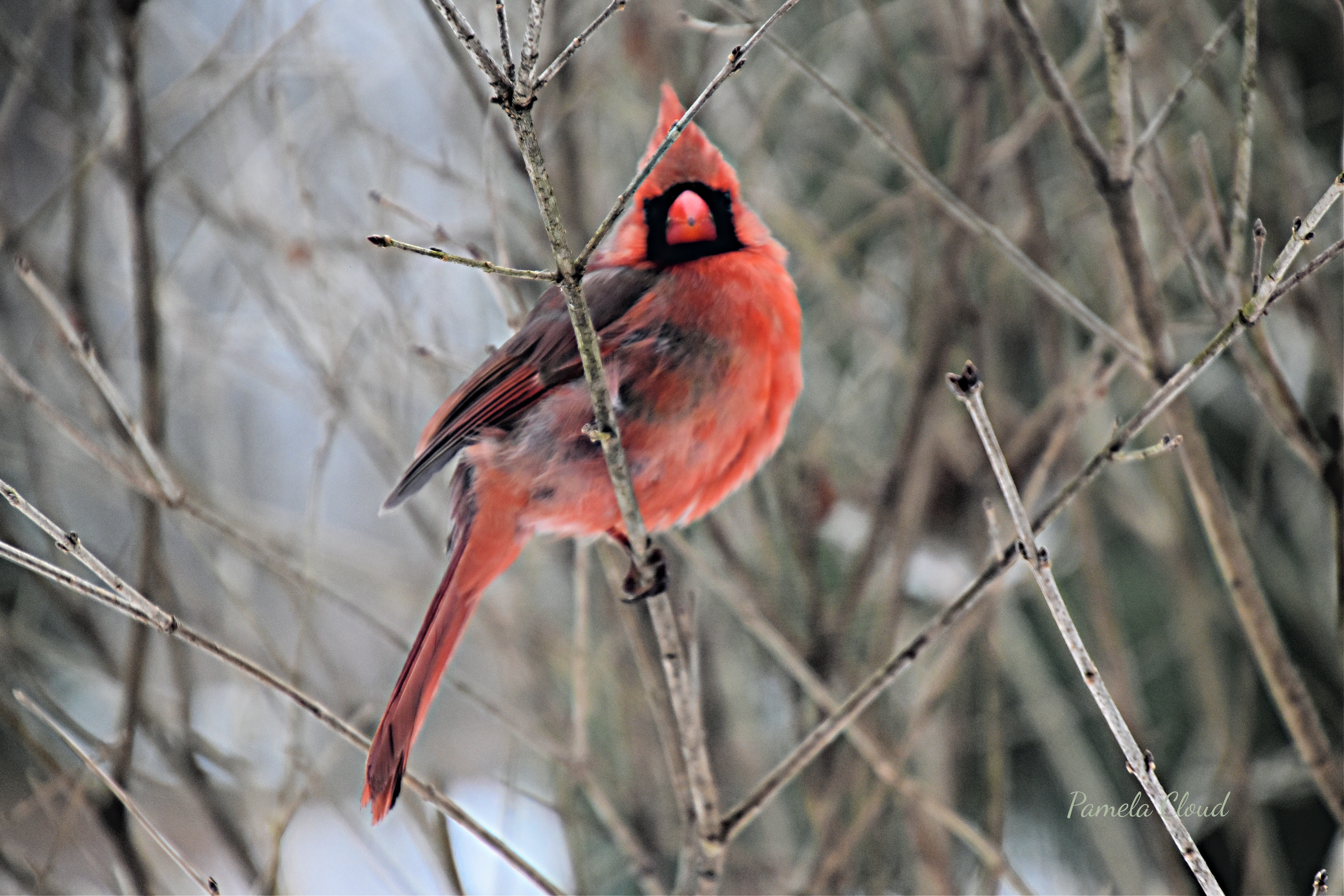 Photo of a cardinal in the snow