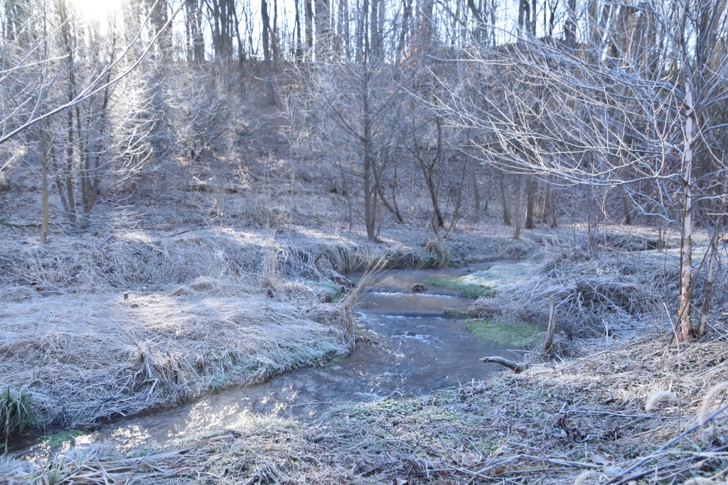 Frosted trees along the Aquetong creek by Pamela Cloud