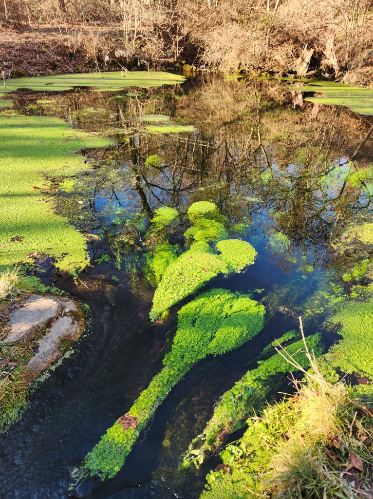 Aquetong Spring in New Hope, Pa. Pamela Cloud