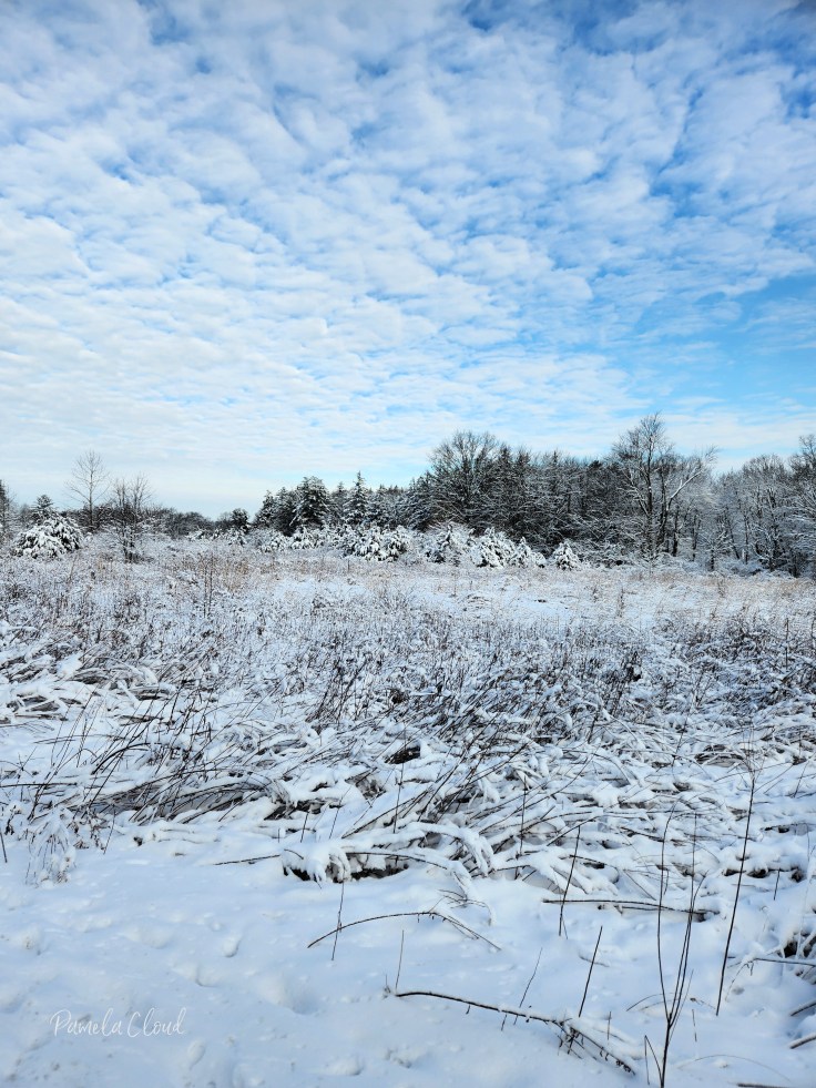 Meadow at Paunacussing Preserve, Natural Lands in Doylestown, Pa.