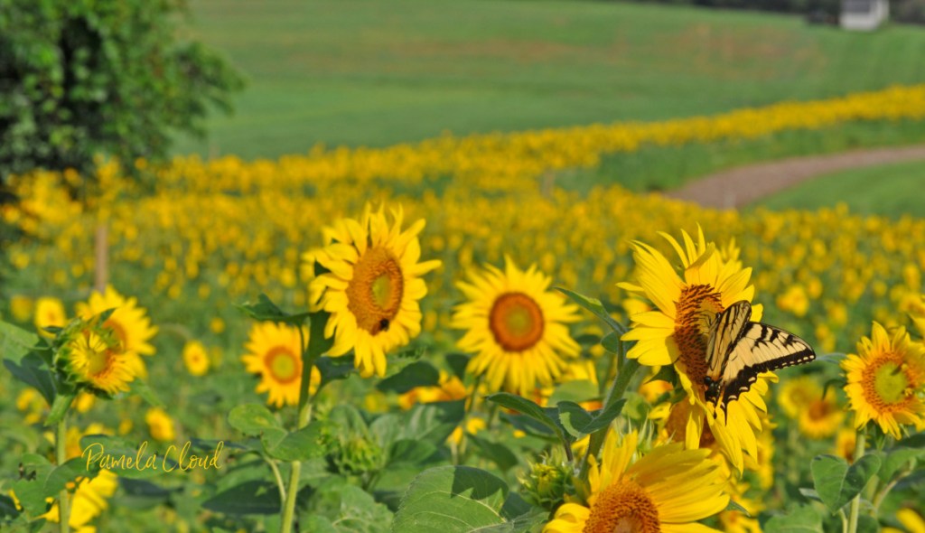 Sunflower Field at Westtown School, West Chester, Pa.