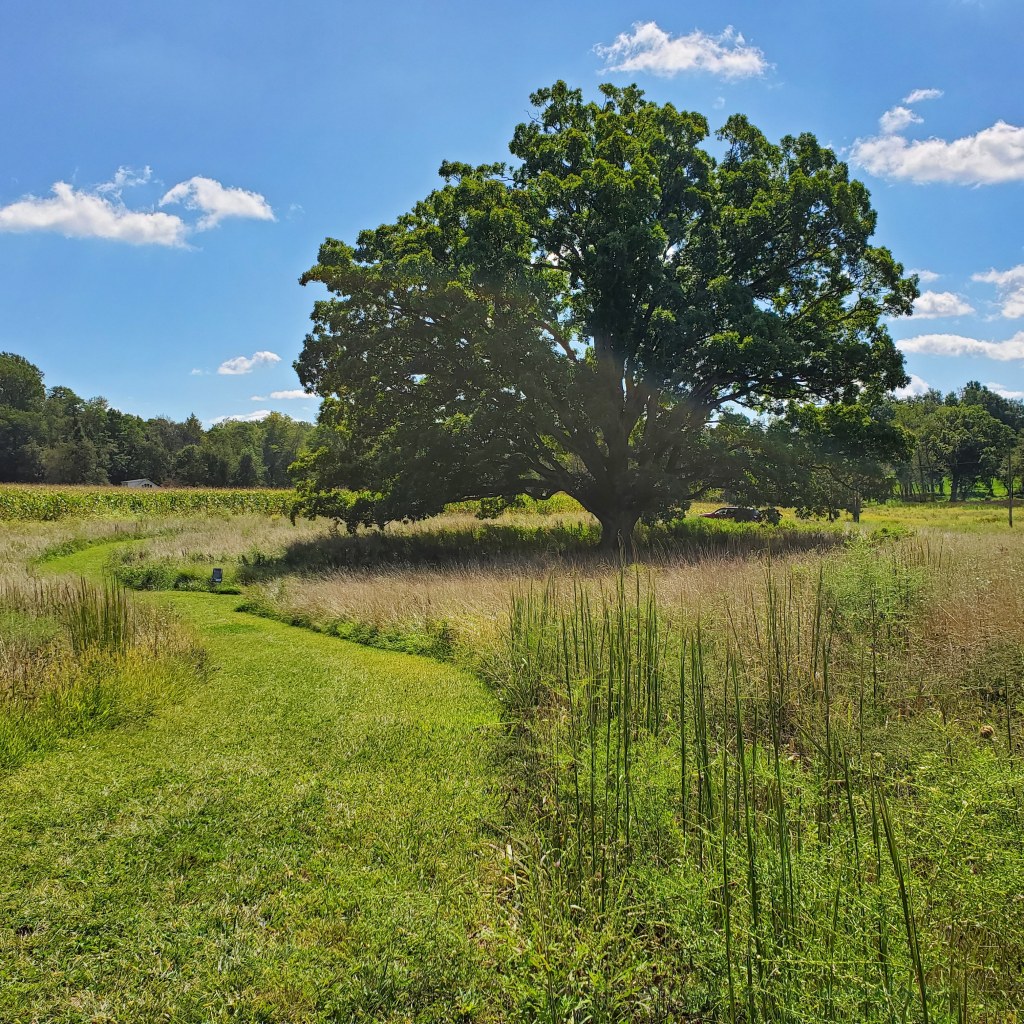 Peacock Tree at Bryn Coed Preserve