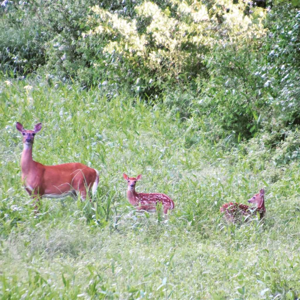 Deer family in spring
